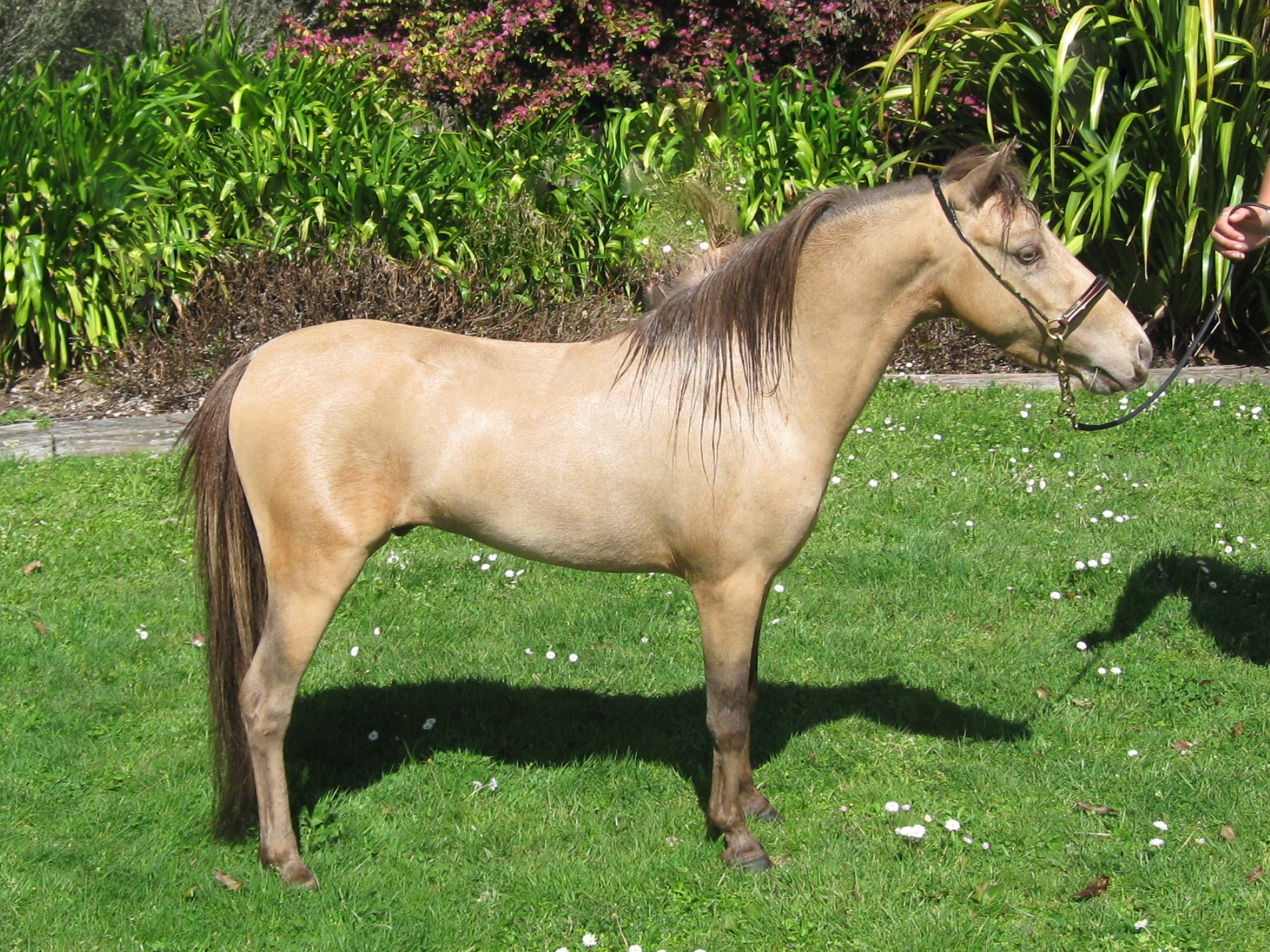 Bluegables Figure de Banana